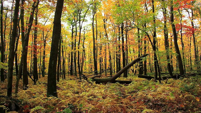 秋天的树林。视频下载