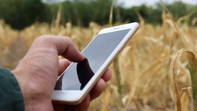 农民使用智能手机在玉米地里检查作物视频下载