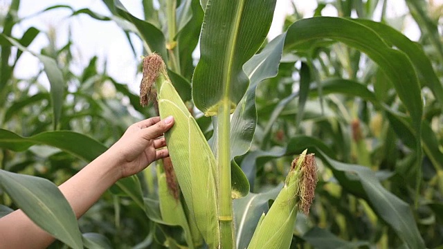 农民在玉米地检查作物视频下载