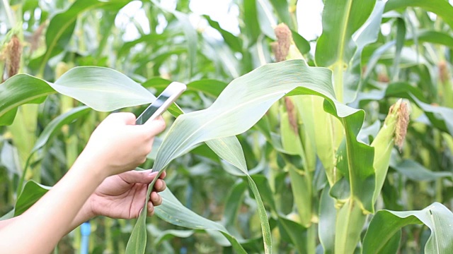 农民使用技术在玉米田进行检查种植视频下载