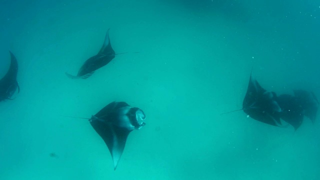 马尔代夫哈尼法鲁湾的蝠鲼视频素材
