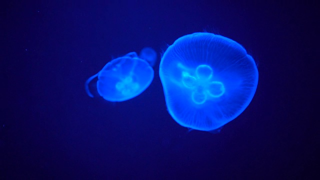 慢镜头，蓝色水母在水中缓慢移动。背景是蓝色的视频下载