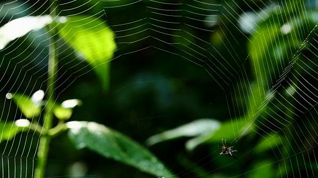 蜘蛛(霍塞尔特的刺蜘蛛)在泰国森林里织网。视频素材