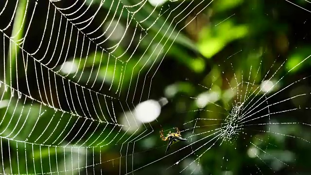 蜘蛛(霍塞尔特的刺蜘蛛)在泰国森林里织网。视频素材