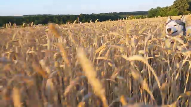 侧影西伯利亚哈士奇狗快速通过高大的小穗在草地上她的女主人在日落。夏日里，年轻的家畜在金色的麦田上慢跑。关闭侧视图视频下载