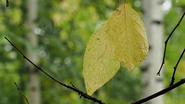 雨后桃树枝头湿漉漉的黄叶视频素材