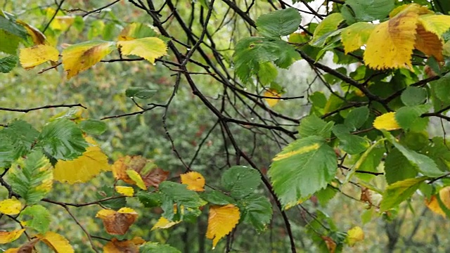 雨中榆树的嫩绿嫩黄的叶子视频素材