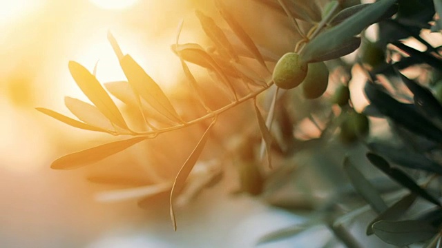 橄榄树与阳光的光束视频下载