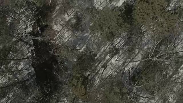 空中俯瞰河流和树木视频下载
