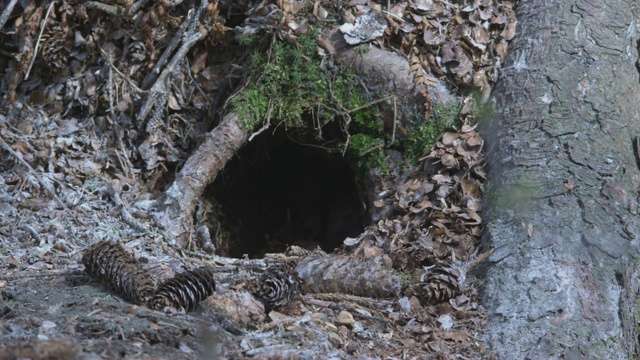 动物洞穴CU入口，阿拉斯加，2009年视频素材