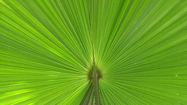 阳光下的棕榈叶视频下载