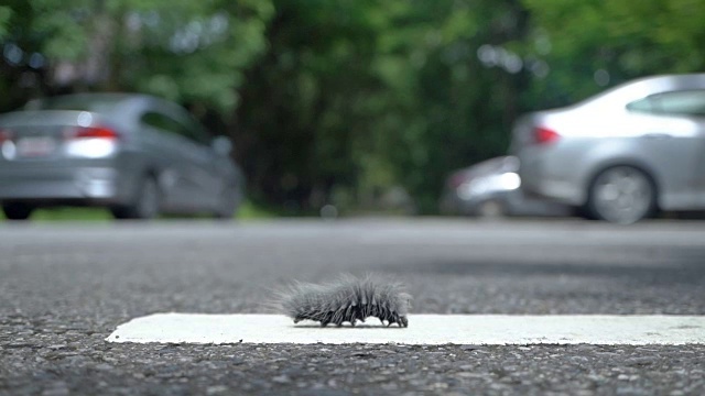 一条皇蛾毛虫在路上爬行。视频素材