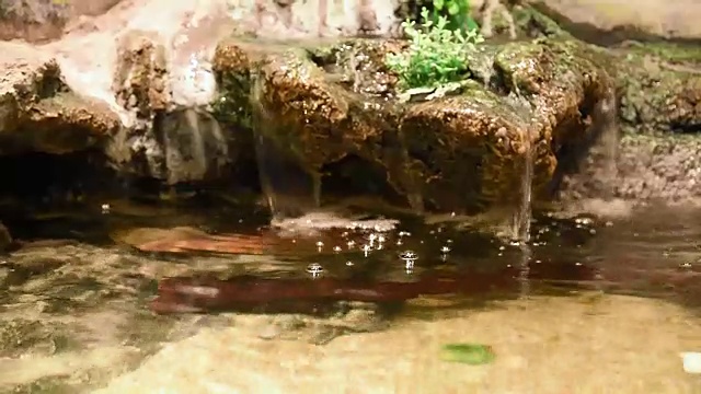 水生生物视频素材