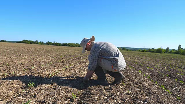 愤怒的男性农民的侧面检查周围的绿色芽在田间干燥的土壤。视频下载
