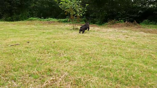 黑色法国斗牛犬在户外玩耍，4k视频下载