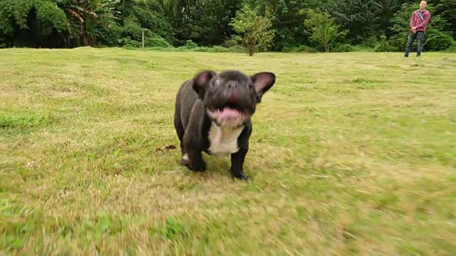 黑色法国斗牛犬在户外奔跑，4k视频素材