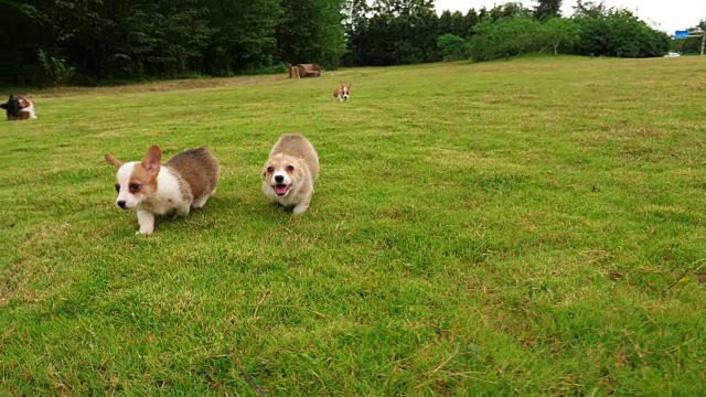 一群威尔士柯基犬奔跑，4千块视频素材