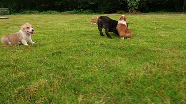 可爱的小狗狗在草坪上玩，4k视频素材