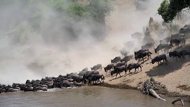 角马穿越肯尼亚马拉河的大迁徙视频素材