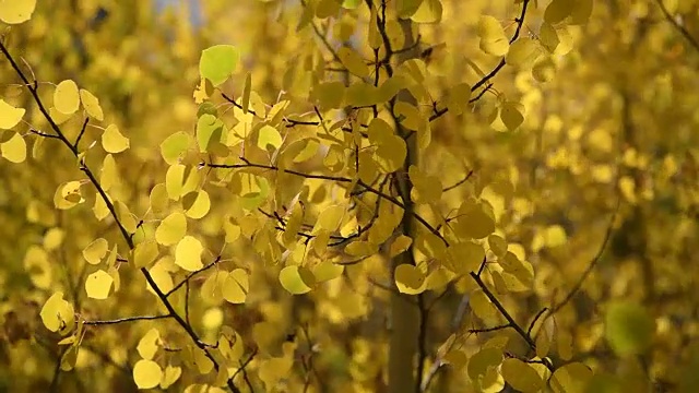 秋天的白杨树林-一个晴朗的秋天下午，微风在浓密的树林中吹动金色的白杨树枝的4K视频。美国科罗拉多州。视频素材