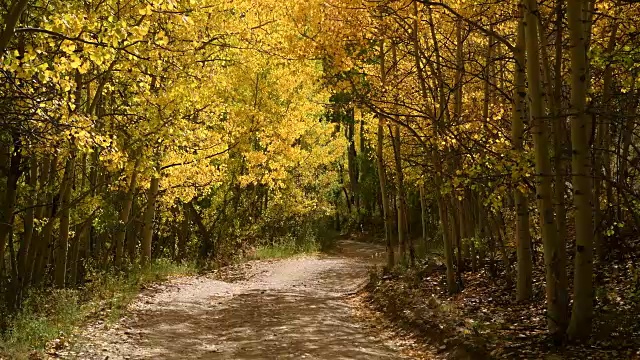 秋天的小径-一个阳光明媚的秋天下午，微风在浓密的白杨林蜿蜒的山路上吹拂的4K视频。美国科罗拉多州。视频素材