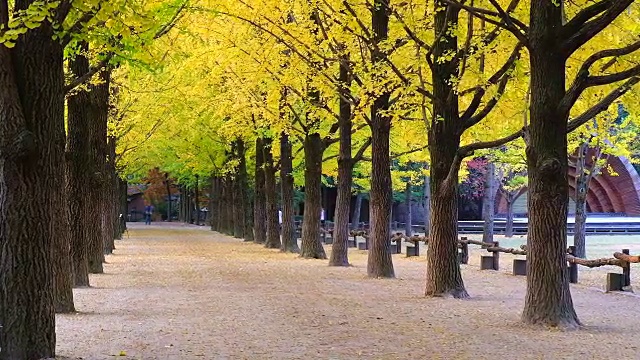 秋天的树隧道哪里是情侣步行穿越隧道的浪漫通道，韩国或韩国视频下载