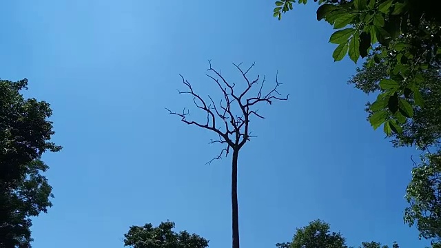 枯树与蓝天视频下载
