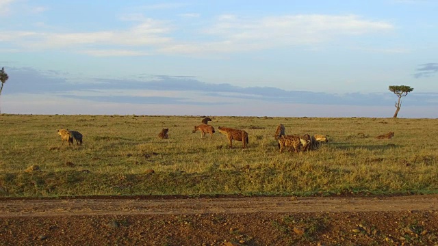 在非洲大草原上吃东西的鬣狗视频素材