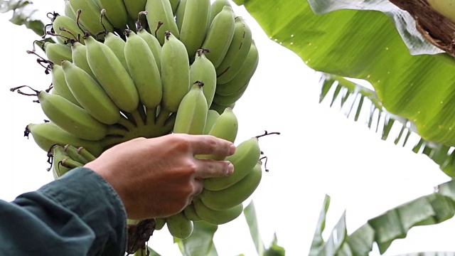 农学家检测新鲜香蕉的质量视频下载