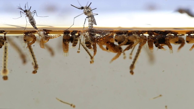 蚊子的成虫蛹幼虫，实验室中的例子——科学研究与发展的理念。视频下载