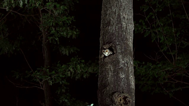 夜猫子飞离巢穴视频素材