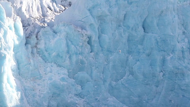 白鸥在北极冰川冰前飞行视频素材
