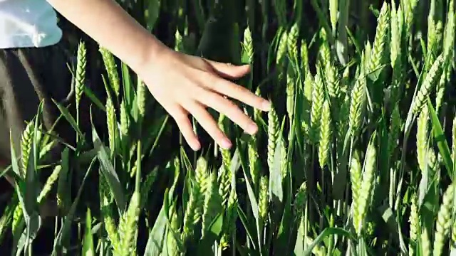 夏天，男孩正用手抚摸田野里的绿麦穗。视频素材