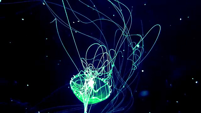 小流苏水母在黑暗的水下世界的深海动物视频素材
