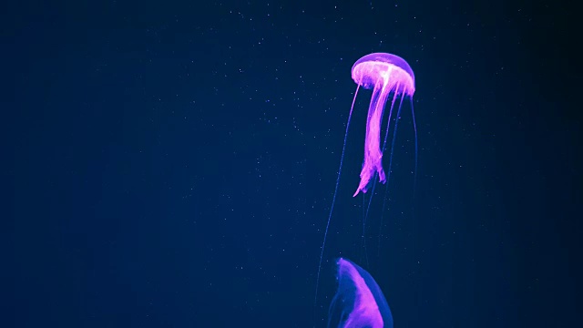 盒子水母在黑暗的水下世界的深海动物视频素材