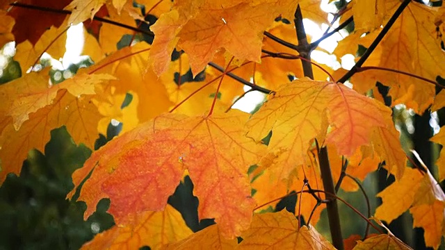 秋雨公园里五颜六色的树叶视频素材