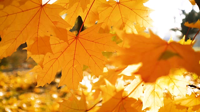 秋雨公园里五颜六色的树叶视频素材