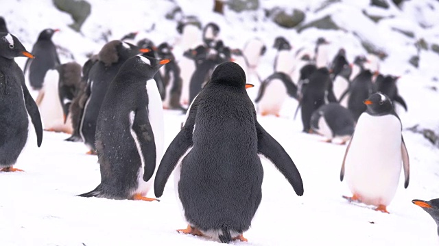 巴布亚企鹅群视频下载