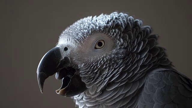 非洲灰鹦鹉视频下载