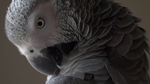 非洲灰鹦鹉视频下载