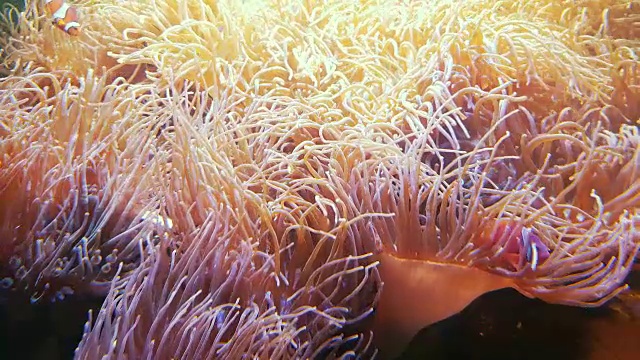 水下世界群鱼玩海葵视频素材
