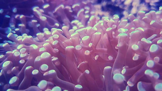 海底世界的海葵，深海动物和珊瑚视频下载