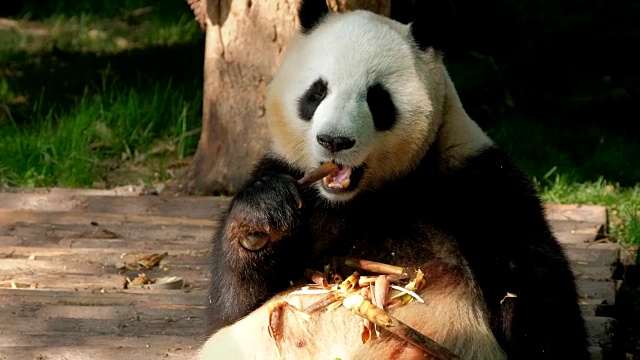 大熊猫吃竹子视频素材