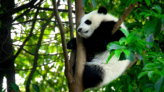 树上的大熊猫幼崽视频下载