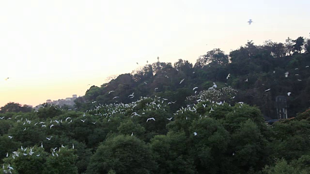 鸟群在黄昏视频素材