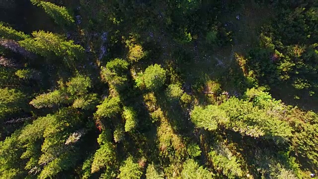 鸟瞰图:秋天的巴伐利亚森林视频素材
