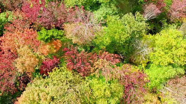 空中秋天的颜色在秋天的森林，魁北克，加拿大视频素材