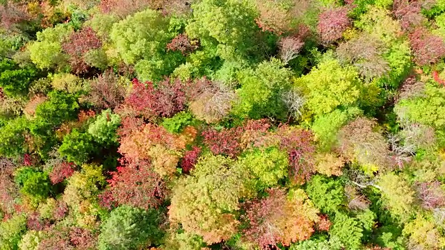 空中秋天的颜色在秋天的森林，魁北克，加拿大视频下载