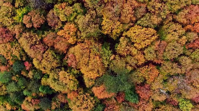 空中秋天的颜色在秋天的森林，魁北克，加拿大视频素材