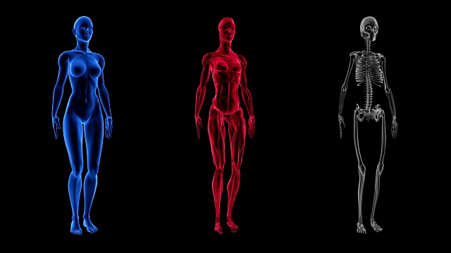 人体女性解剖三维动画生物科学技术视频素材